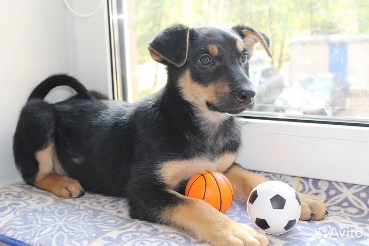 Щенок девочка в добрые руки