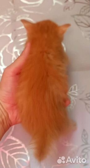 Отдам котёнка девочку рыжую