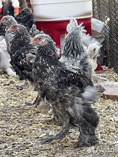 Молодые Брама