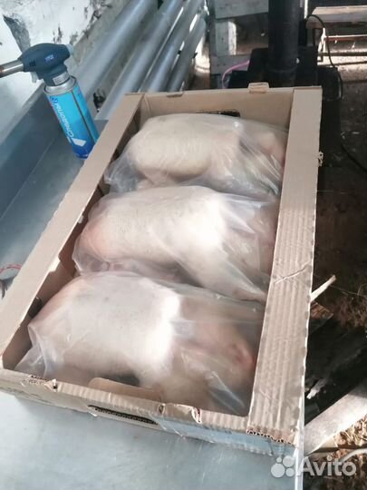 Мясо утки, муларда, гуся