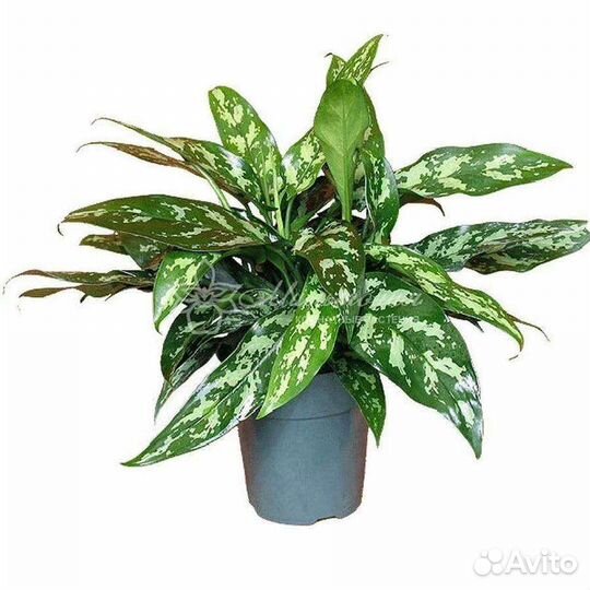 Аглаонема Мария