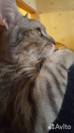 Молодая кошечка