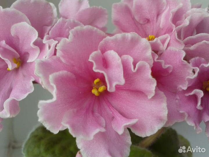 Махровые фиалки