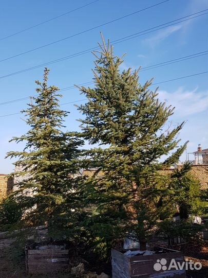 Ель туя кипарис крупномеры