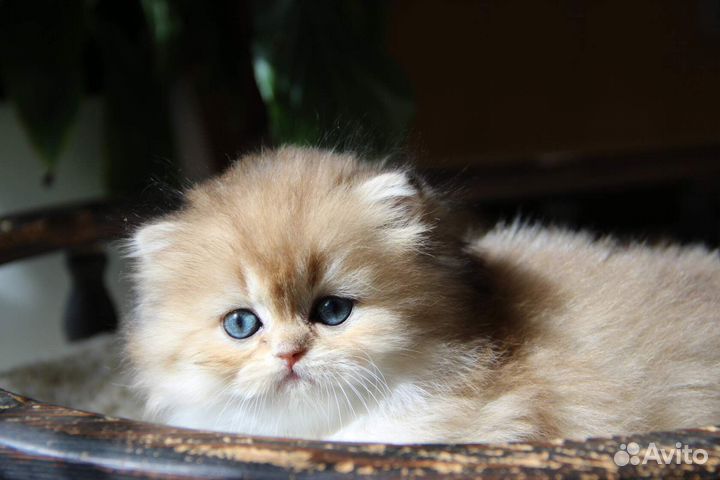 Очень красивая шотландская длинношерстная кошечка