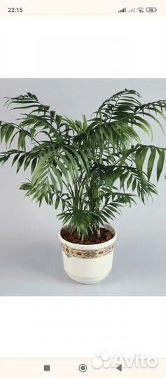 Хамедорея Элеганс