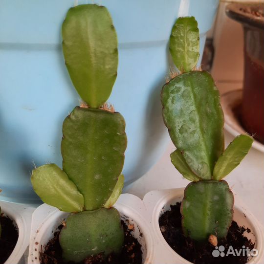 Декабрист оранжевый/белый,рипсалидопсис