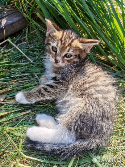 Котёнок,1,5 месяца,девочка