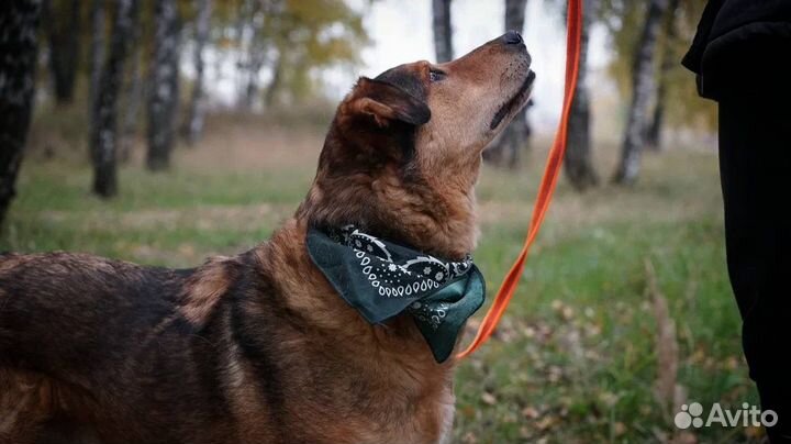 Заберите ласковую собаку из приюта