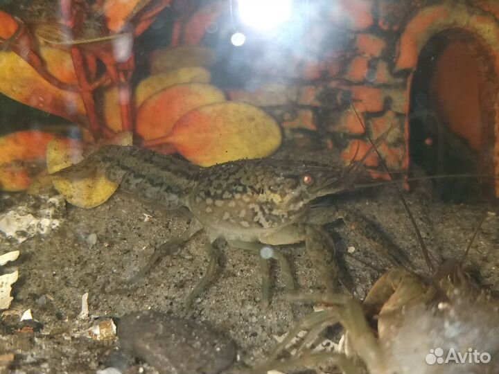 Раки аквариумные