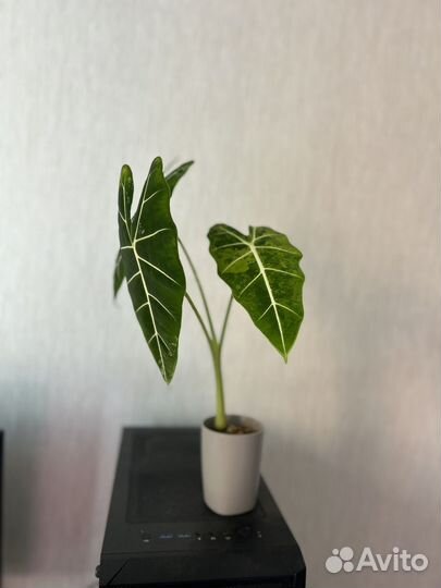 Алоказия фрайдек вариегатная