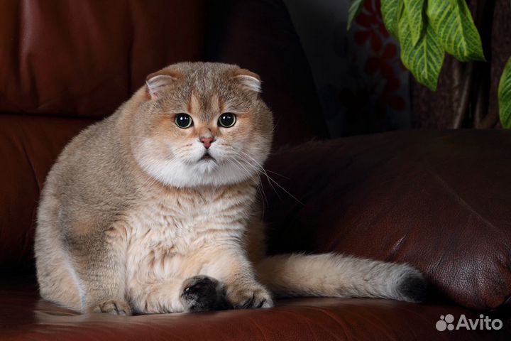 Вязка с шотландским золотым вислоухим котом