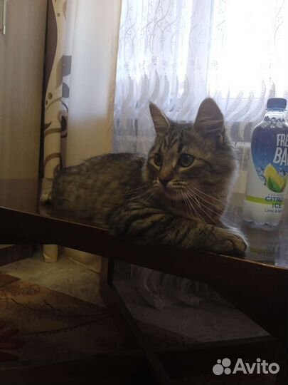 Кот мальчик