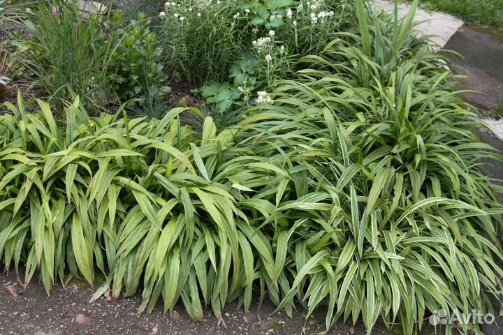 Садовые злаки осоки и мискантусы