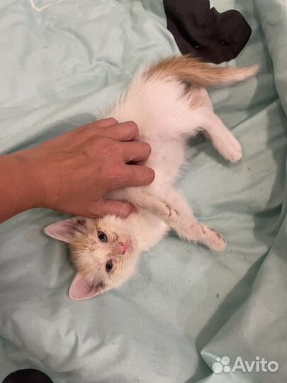 Котенок в дар