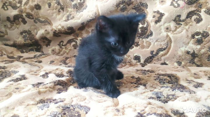 Котёнок