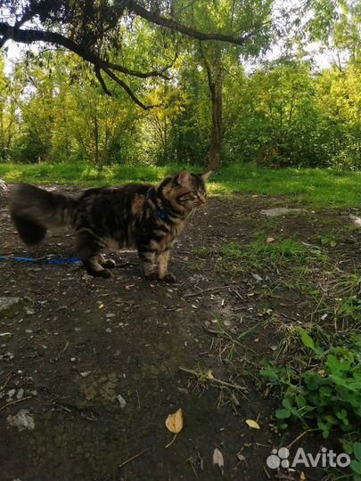 Котик для вязки