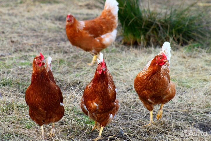 Куры несушки