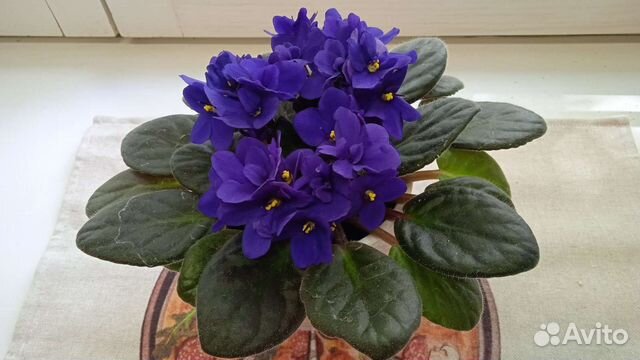 Фиалка в горшке