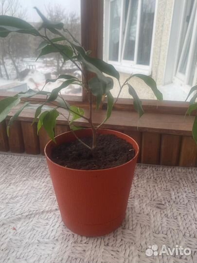 Комнатные цветы