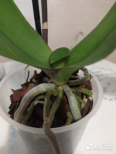 Орхидея фаленопсис