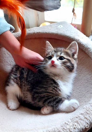 Котёнок 2,5 месяца