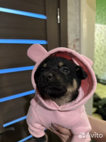 Щенки в добрые руки