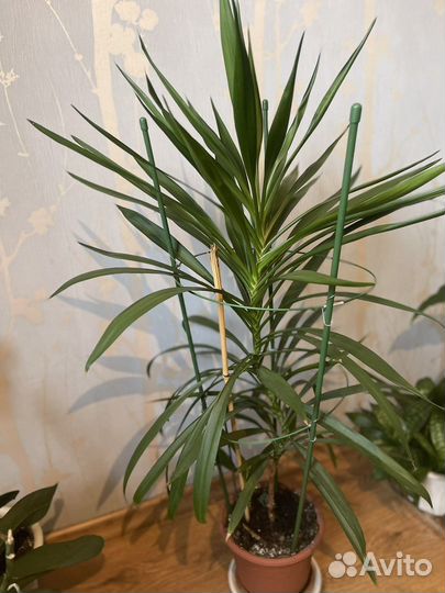 Цветы комнатные