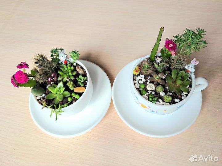 Садик в кружке, листики сортовых фиалок, гиацинты