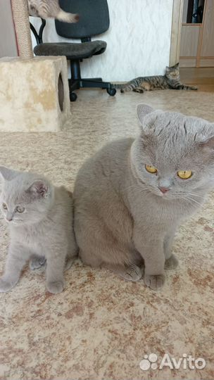 Британская