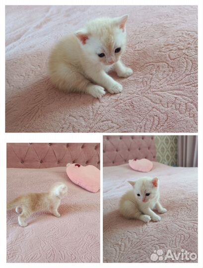 Шотландские котята