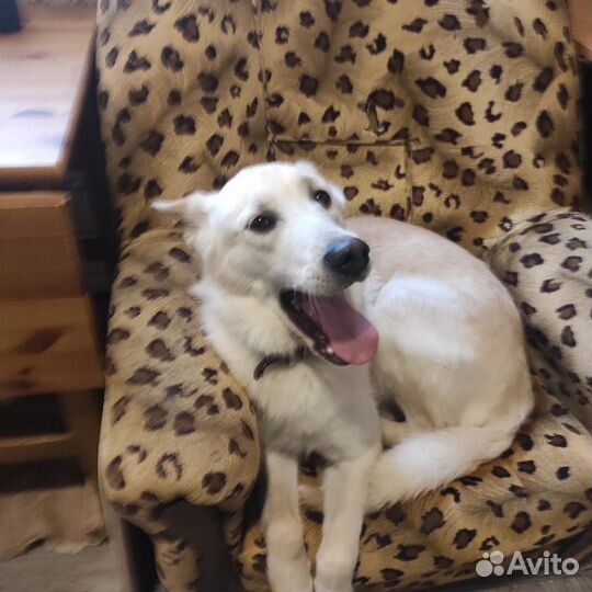 Собака в дар в добрые руки