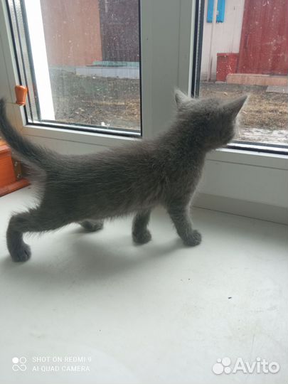 Котята- он и она