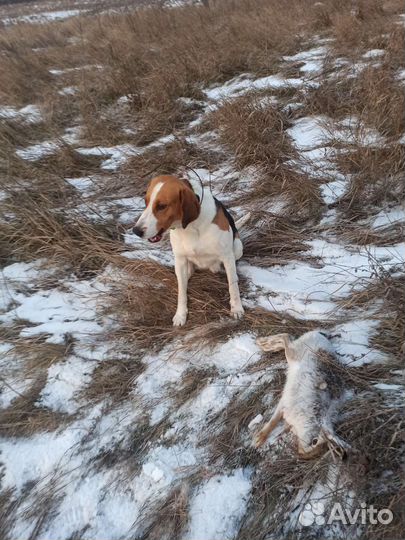 Выжлец для вязки русской пегой гончей