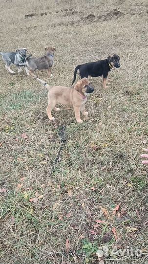 Крупные девочки