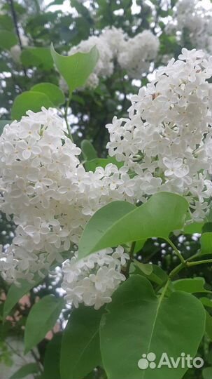 Декоративные кустарники