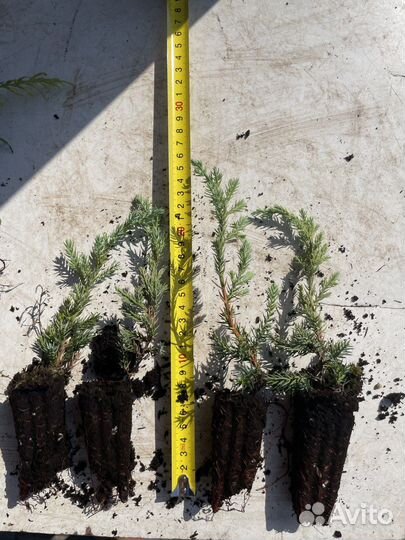 Саженцы хвойных растений