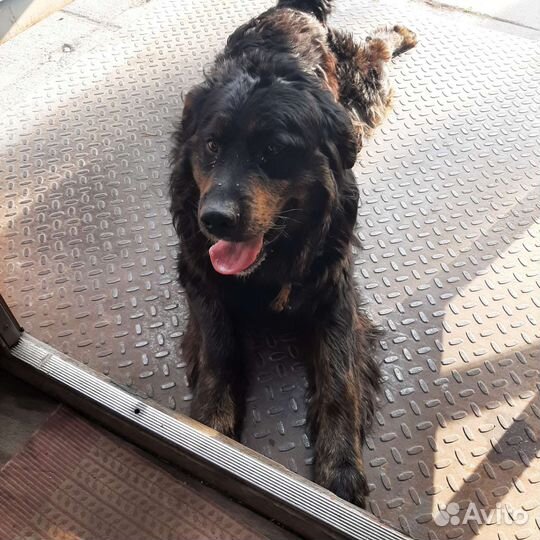 Собаки бесплатно