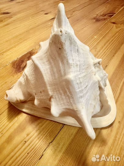 Ракушка морская большая