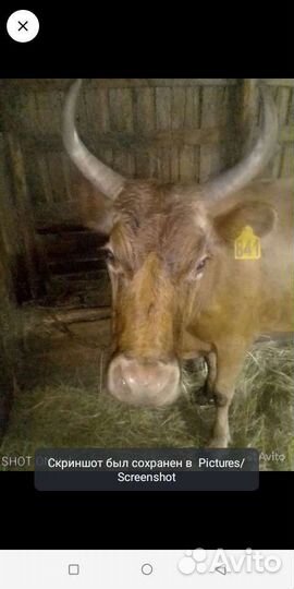 С/х животные