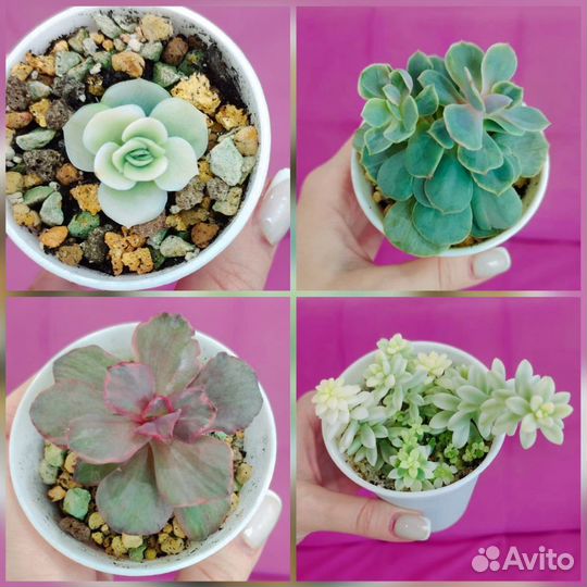 Суккуленты