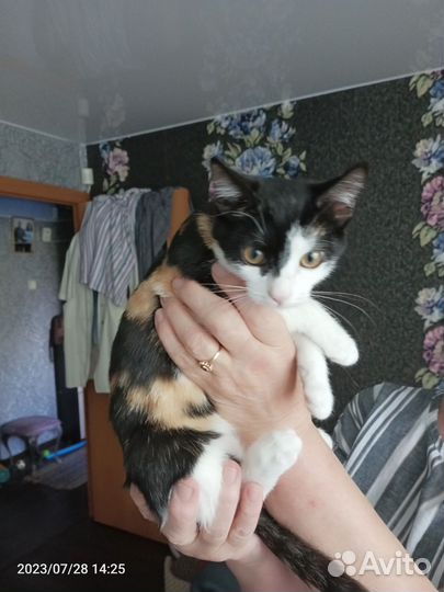 Кошка в дар