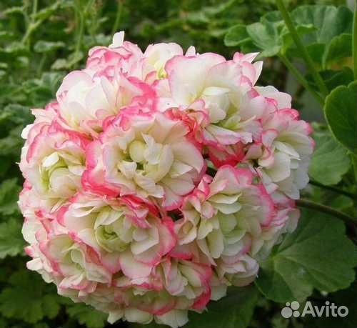 Пеларгония герань