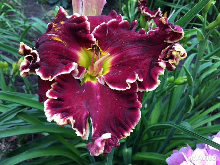 Лилейники коллекционные