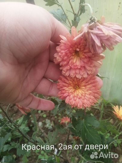 Продаются хризантемы