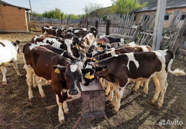 Телята бычки