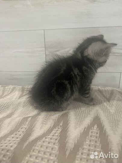 Шотландская