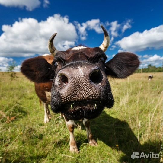 Телки стельные