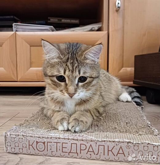 Кошечка Аннарекса