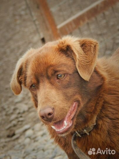 Собака ищет дом